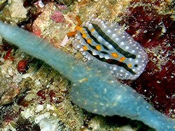 Phyllidia alyta, copyright by Aitsch-Pi