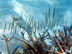 Aeoliscus strigatus - AUS - Greet Barrier Reef - Michaelmas