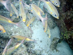 Gnathodentex aurolineatus, copyright by Aitsch-Pi