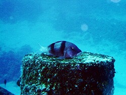 Parupeneus bifasciatus, Copyright by Aitsch-Pi