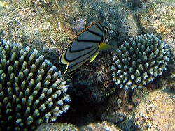 Chaeoton meyeri, MLE - Summer-Island -, copyright by Aitsch Pi