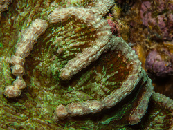 Kaktuskoralle, Mycetophyllia lamarckiana_