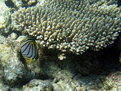 Chaeoton meyeri, MLE - Summer-Island -, copyright by Aitsch Pi