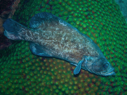 Seifenbarsch, Rypticus subbifrenatus