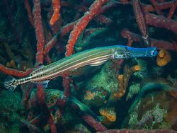 Trompetenfisch, Aulostomus maculatus