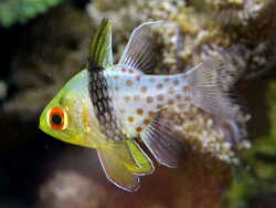 Pyjama Kardinalbarsch (Sphaeramia nematoptera) (c) Muelly