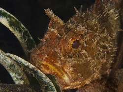 Brauner Drachenkopf, Scorpaena porcus