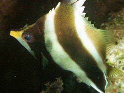 Heniochus chrysostomus thumbnail