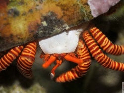 Ciliopagurus strigatus thumbnail