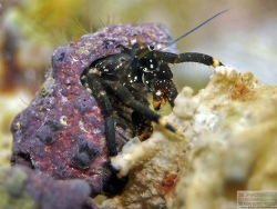 Clibanarius virescens