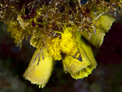 Wendeltreppenschnecke, Epidendrium billeeanum