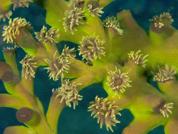 Schwarze Kelchkoralle, Tubastraea micranthus