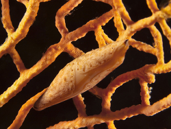 Spindelkauri (Gorgonien-Eischnecke), Aclyvolva lanceolata