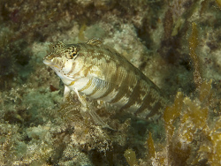 Lippenfleck-Sandbarsch, Parapercis xanthozona