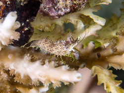 Eyespot shrimp, Green Marble Shrimp, Spotted marbled shrimp