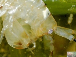 Gammaridea – Flohkrebse
