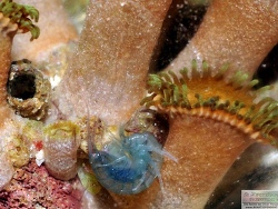 Gammaridea – Flohkrebse