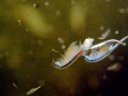 Artemia salina – Paarungsschwimmen