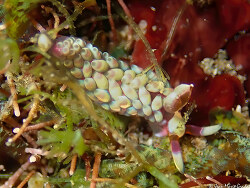 Babakina indopacifica,2020