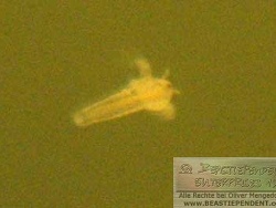 Artemia salina – Nauplie (Larve)