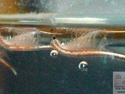 Artemia salina