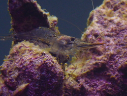 Palaemon pacificus weiblich