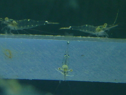 Palaemon pacificus juvenil 1