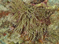 Wachsrose, Anemonia sulcata