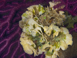 Neptunschleier, Reteporella grimaldii