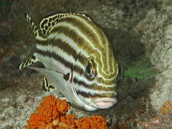 Phantom-Süßlippe, Plectorhinchus lessonii