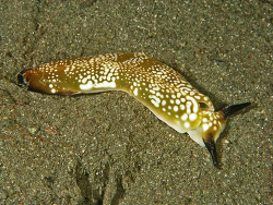 Samtschnecke, Plakobranchus ocellatus