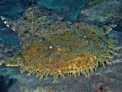 Fransen-Wobbegong, Eucrossorhinus dasypogon
