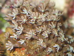 Knopia octocontacanalis