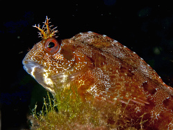 Gestreifter Schleimfisch, Parablennius gattorugine