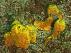 Goldschwamm, Aplysina aerophoba