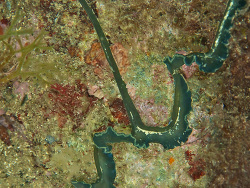 Grüner Igelwurm (w.), Bonellia viridis