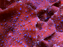 Discosoma sp. 31 thumbnail