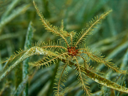 Mittelmeer-Haarstern, Antedon mediterranea