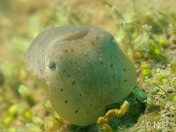 Sepia latimanus