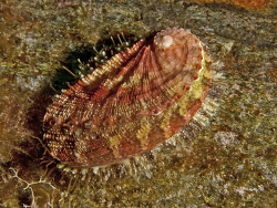 Seeohr, Haliotis tuberculata