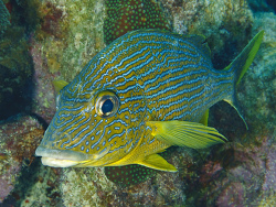 Blaustreifen-Grunzer, Haemulon sciurus