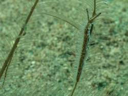 Lomanotus vermiformis 