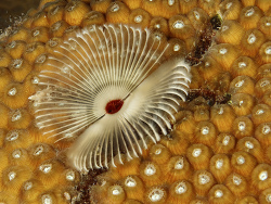 Röhrenwurm, Anamobaea orstedii