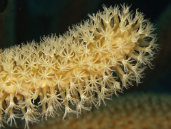 Poröse Hornkoralle, Pseudoplexaura porosa