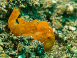 Antennarius multiocellatus. Juvenil