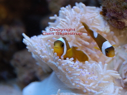 Amphiprion polymnus
