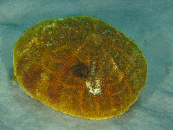 Herz-Seeigel, Meoma ventricosa