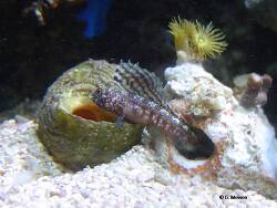 Emblemaria pandionis