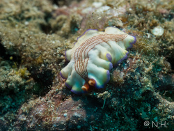 Pseudoceros rubrotentaculatus