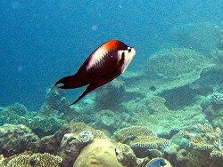 Epibulus insidiator - Stülpmaul-Lippfisch (Männchen), Copyright by Aitsch-Pi